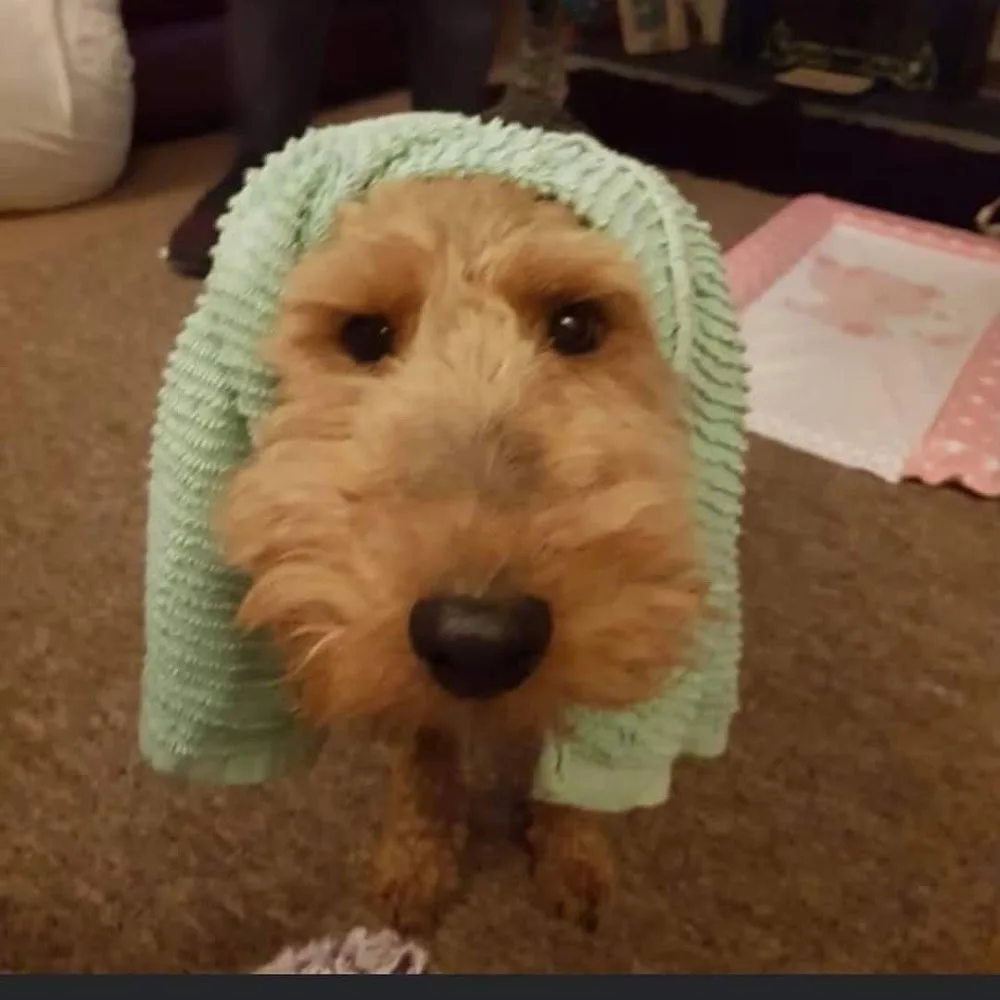 Landsker Paws - Pembrokeshire pet otel görseli 4