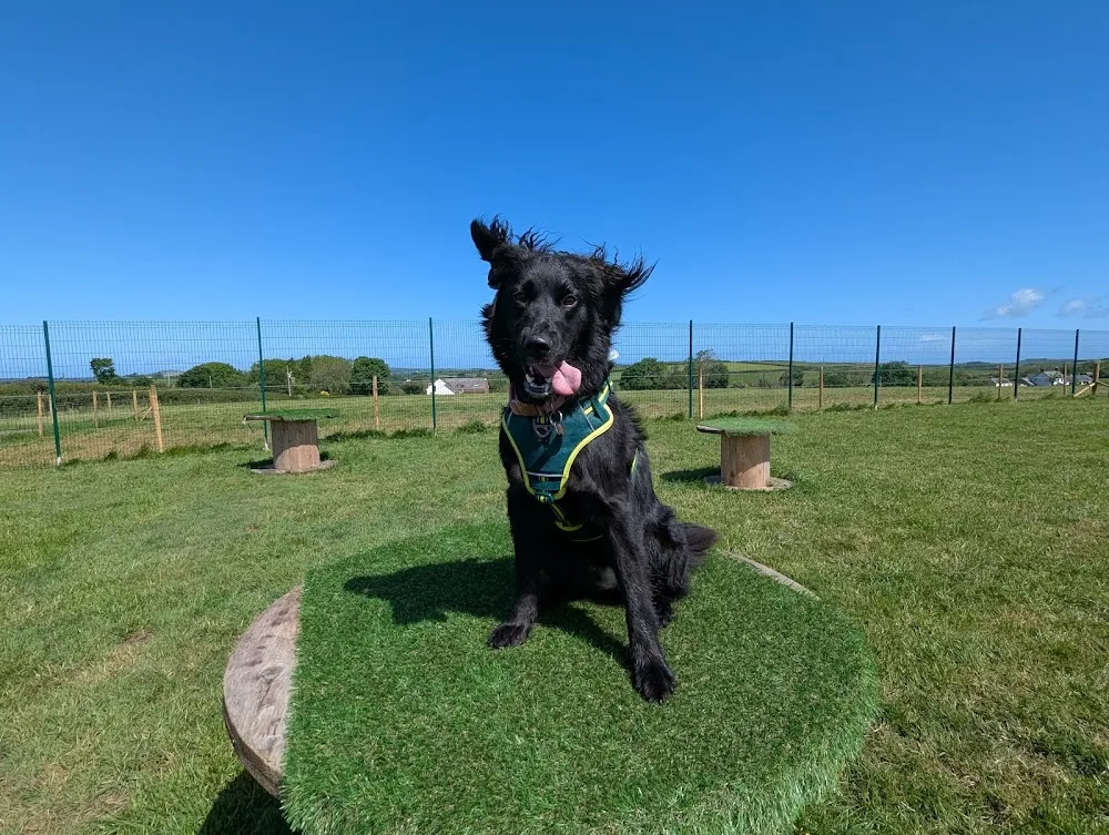 Llanstinan Kennels, Letterston, Pembrokeshire SA62 5XD - Pembrokeshire pet otel