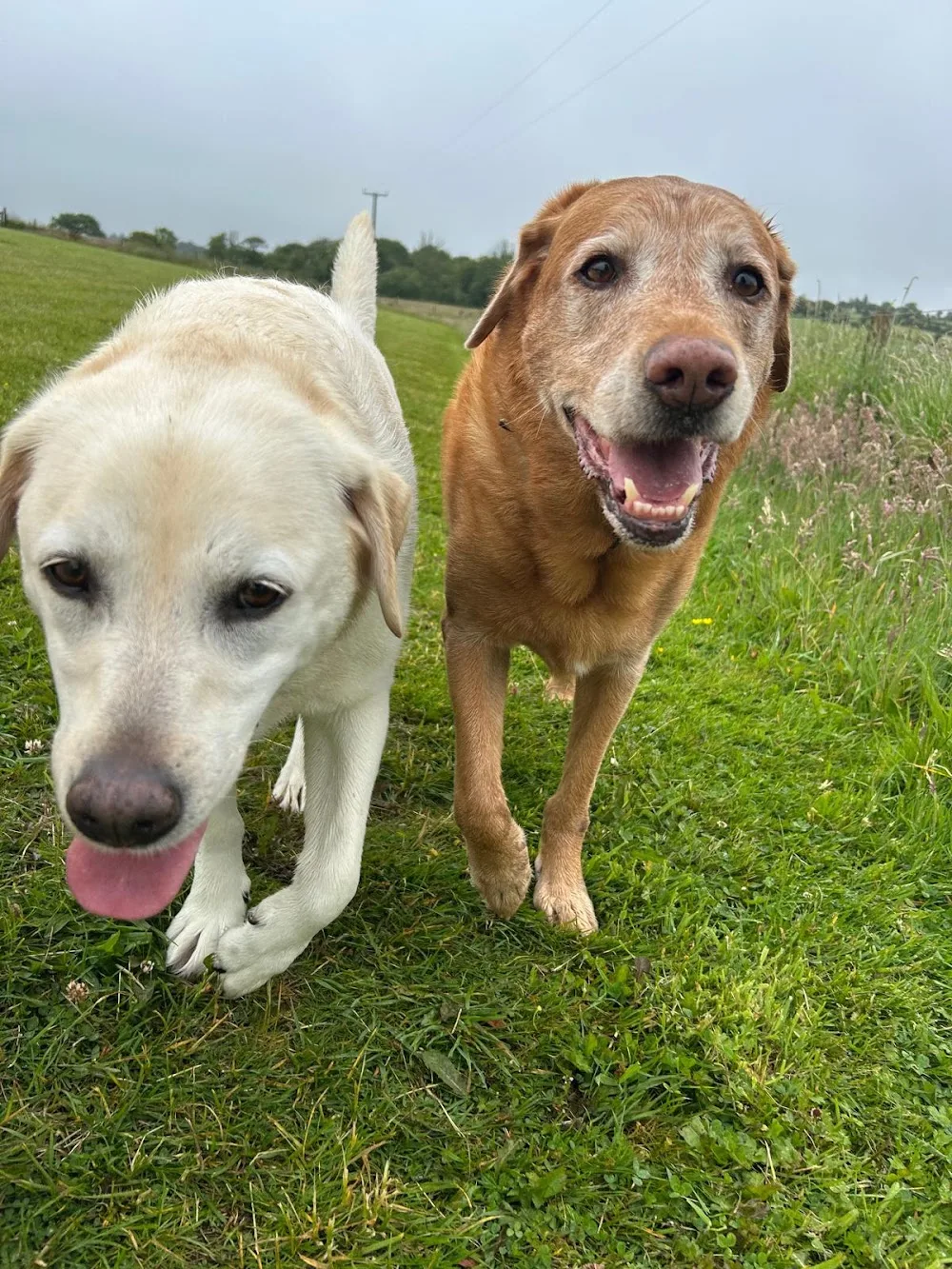 Millin Brook Luxury Dog Boarding - Pembrokeshire pet otel görseli 3