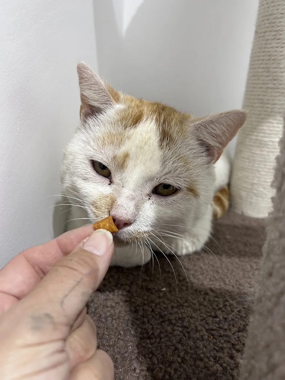 Ridgecroft Cattery & Dog Daycare 🐶🐱 - Pembrokeshire pet otel