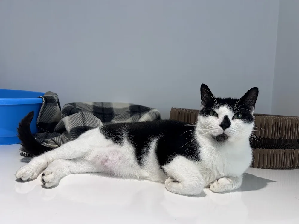 Ridgecroft Cattery & Dog Daycare 🐶🐱 - Pembrokeshire pet otel görseli 3