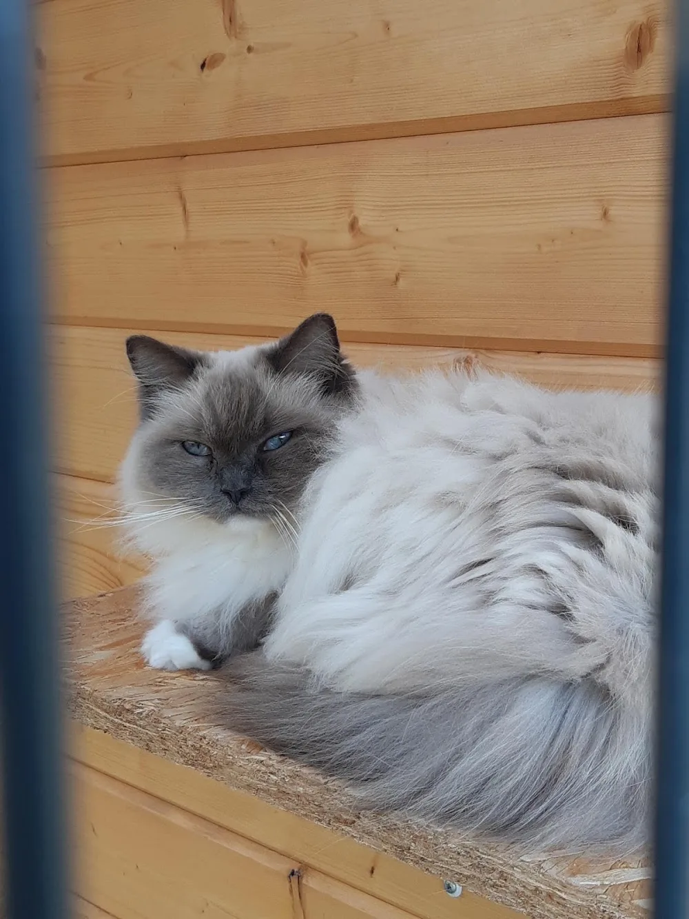 Au Petit Eden - Perrignier pet otel görseli 3