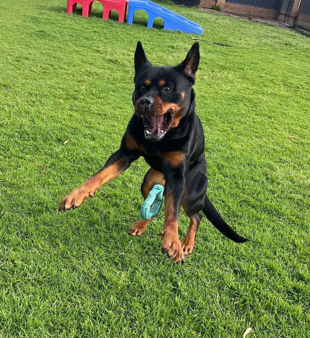 4 Paws B and B - Perth pet otel
