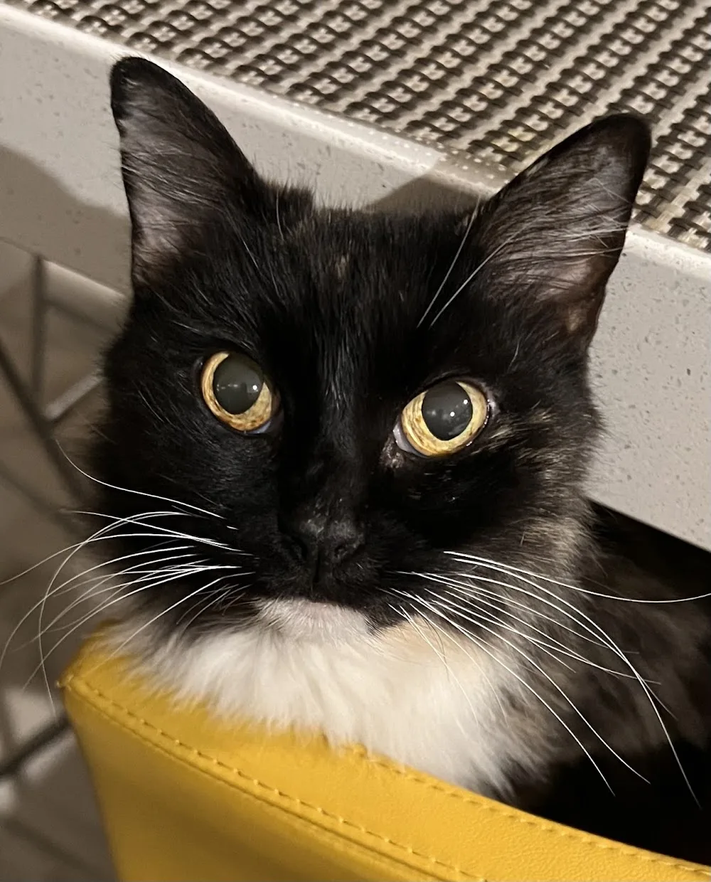 A Cat's Holiday Home - Perth - Perth pet otel