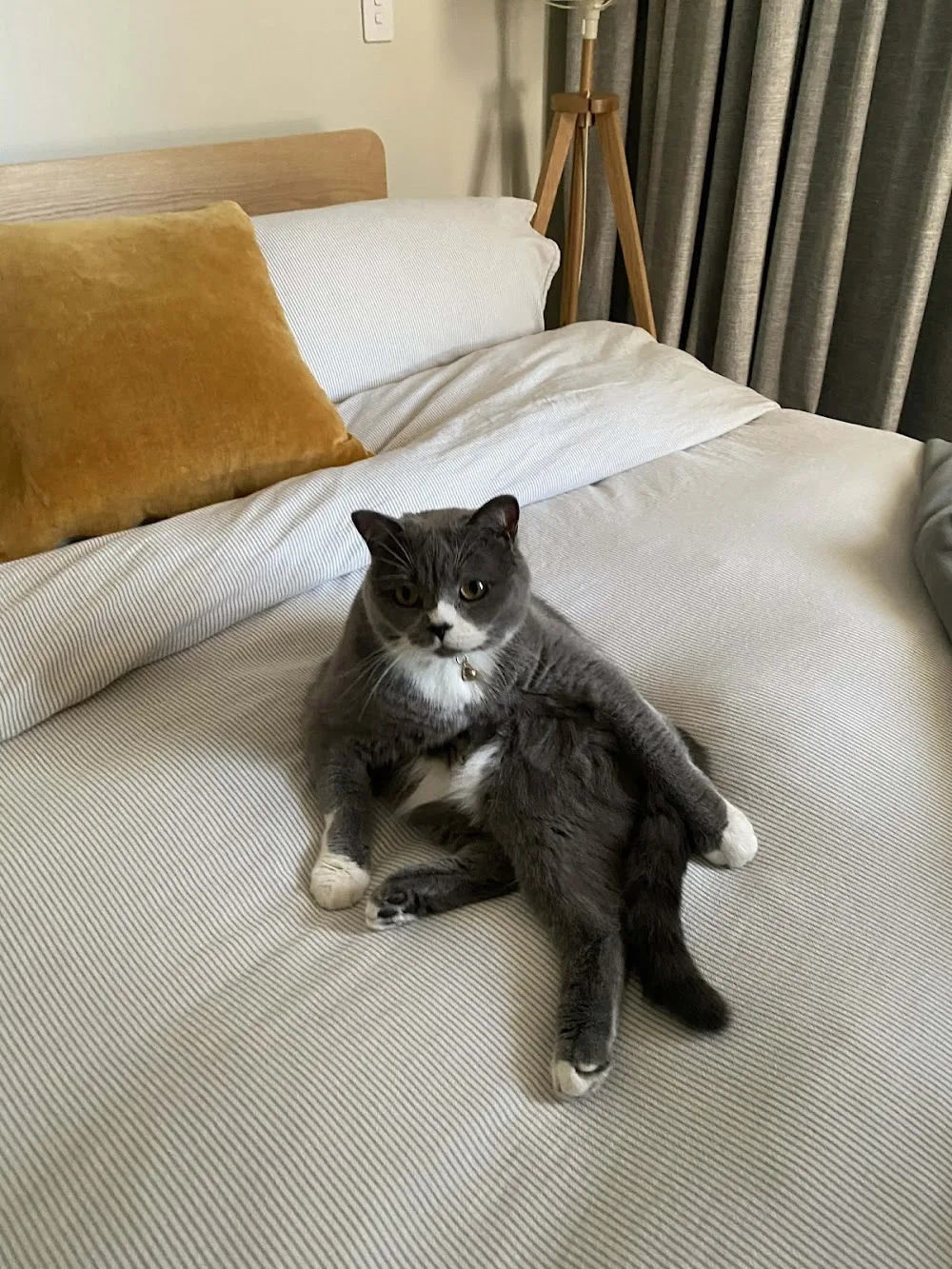 A Cat's Holiday Home - Perth - Perth pet otel görseli 3