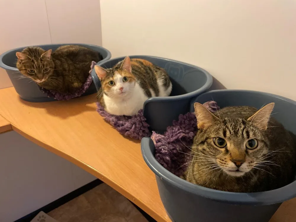 Campview Cattery - Perth and Kinross pet otel