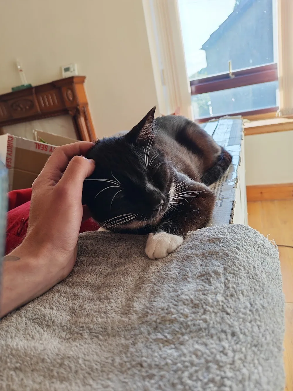 Causeway Cottage Cattery - Perth and Kinross pet otel