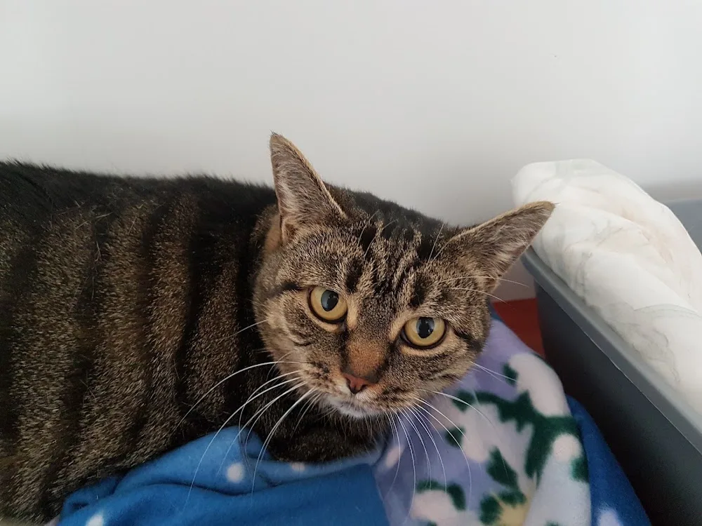 Causeway Cottage Cattery - Perth and Kinross pet otel görseli 3