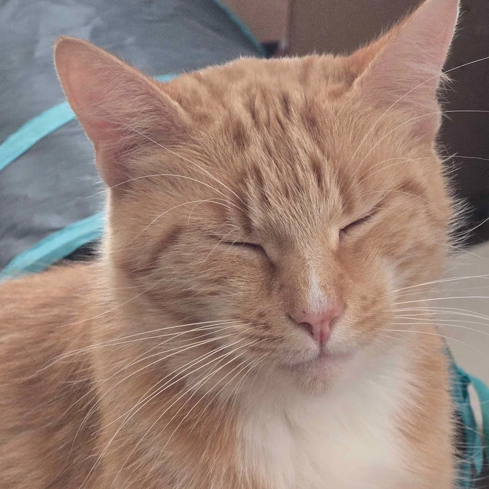 Causeway Cottage Cattery - Perth and Kinross pet otel görseli 4