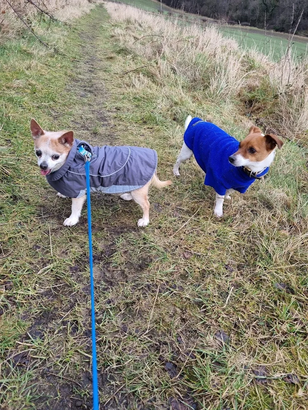 Dogs at Spencerfield - Small Dog Boarding.Luxury Dog Boarding - Perth and Kinross pet otel
