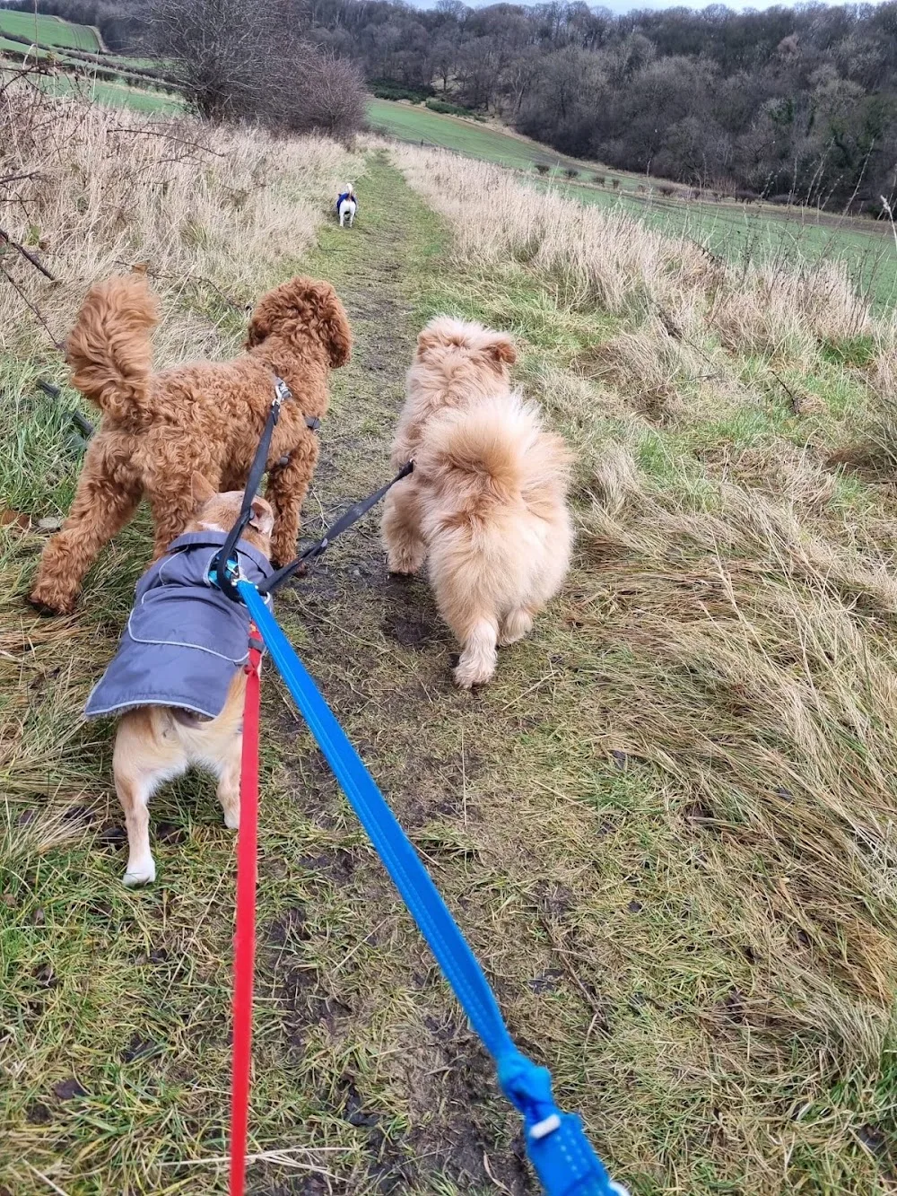 Dogs at Spencerfield - Small Dog Boarding.Luxury Dog Boarding - Perth and Kinross pet otel görseli 3