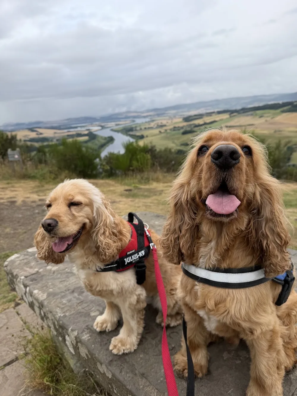 Donna’s Doggy Retreat - Perth and Kinross pet otel