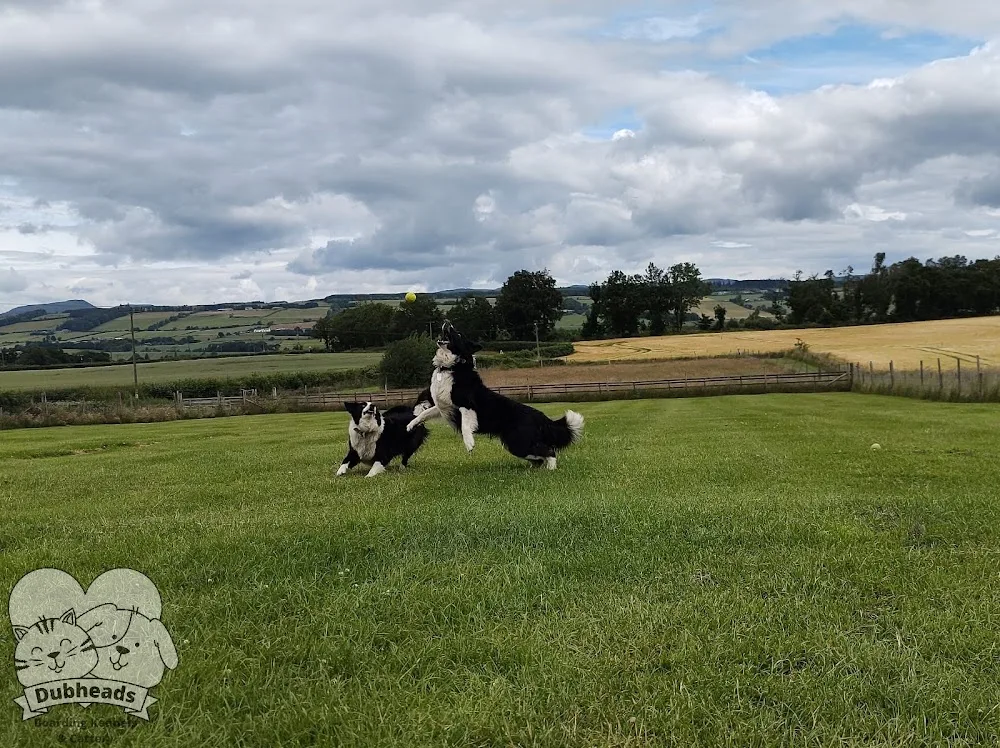 Dubheads Kennels & Cattery - Perth and Kinross pet otel