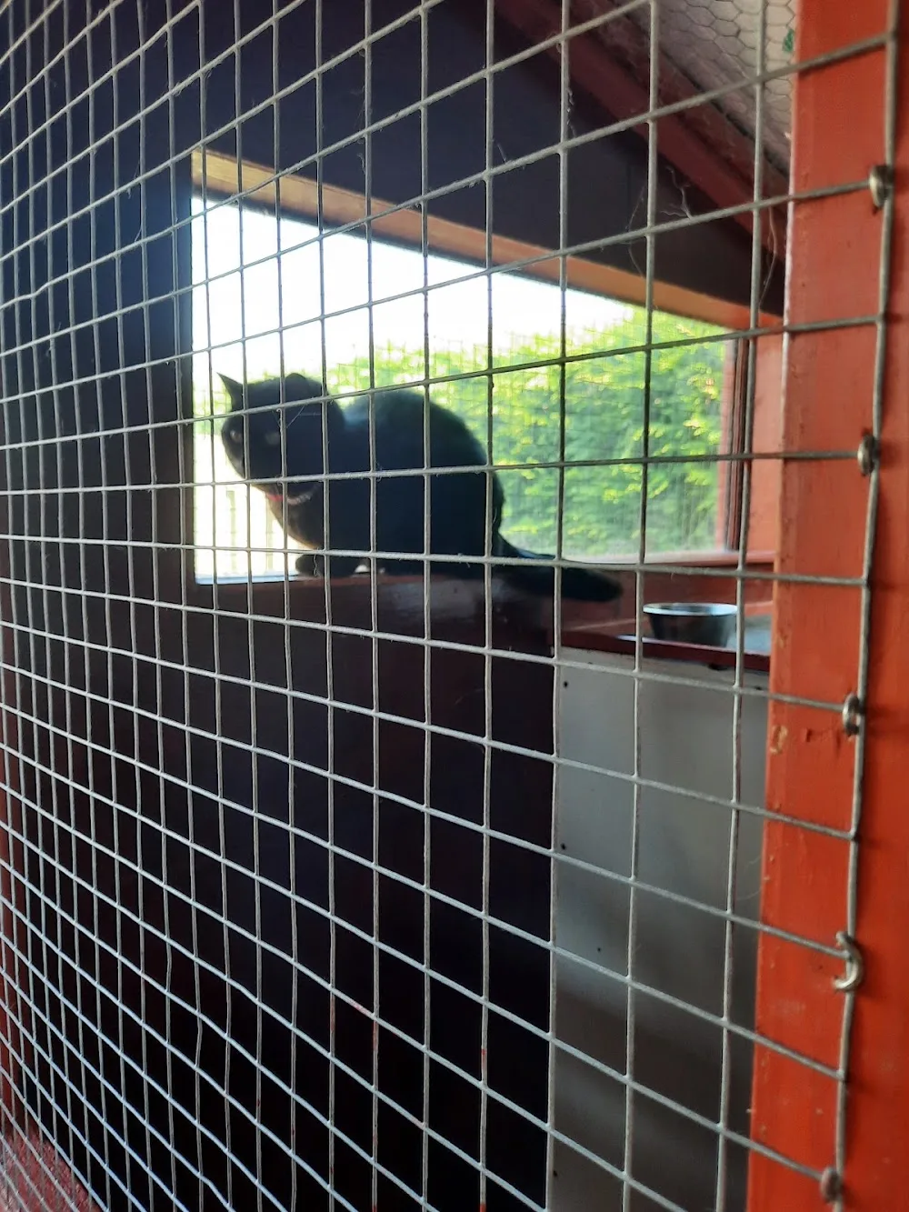 Grangemount Cattery - Perth and Kinross pet otel görseli 3