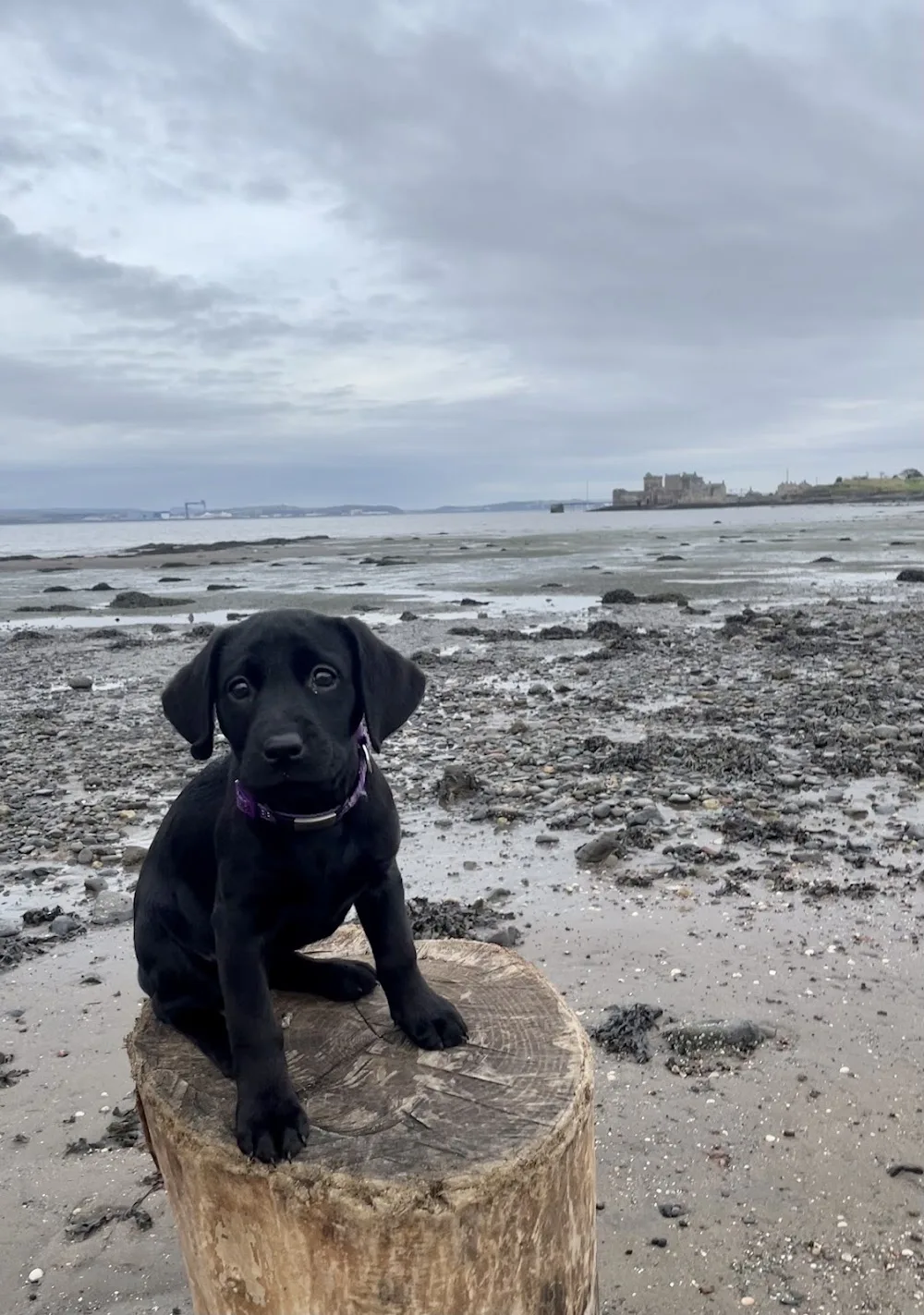 Murie Kennels and Dog Walking - Perth and Kinross pet otel