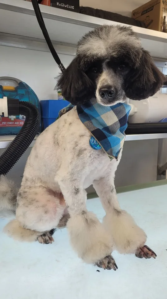 Murie Kennels Dog Salon - Perth and Kinross pet otel görseli 2