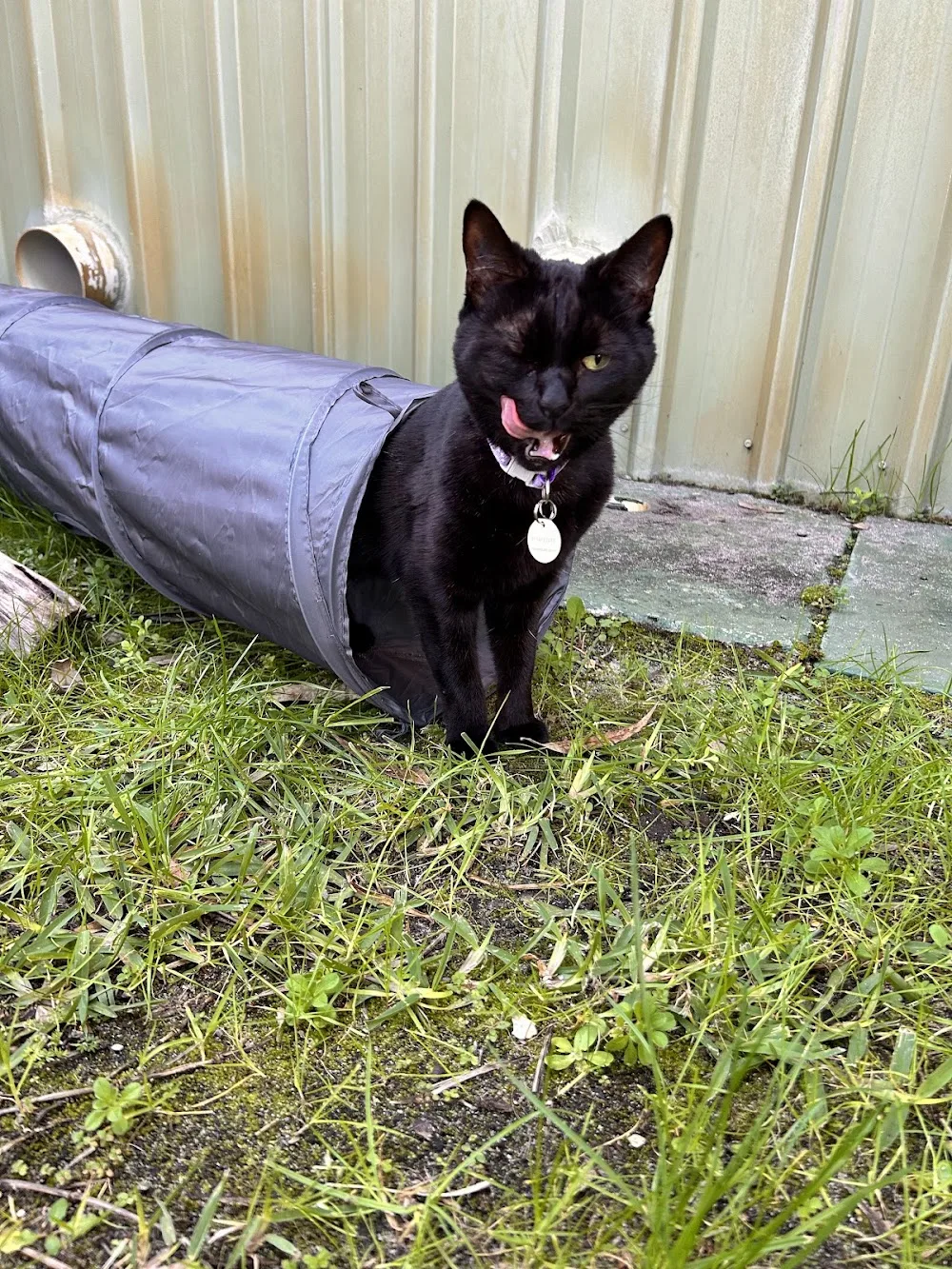 Aristocrat Boarding Cattery - Perth pet otel görseli 3