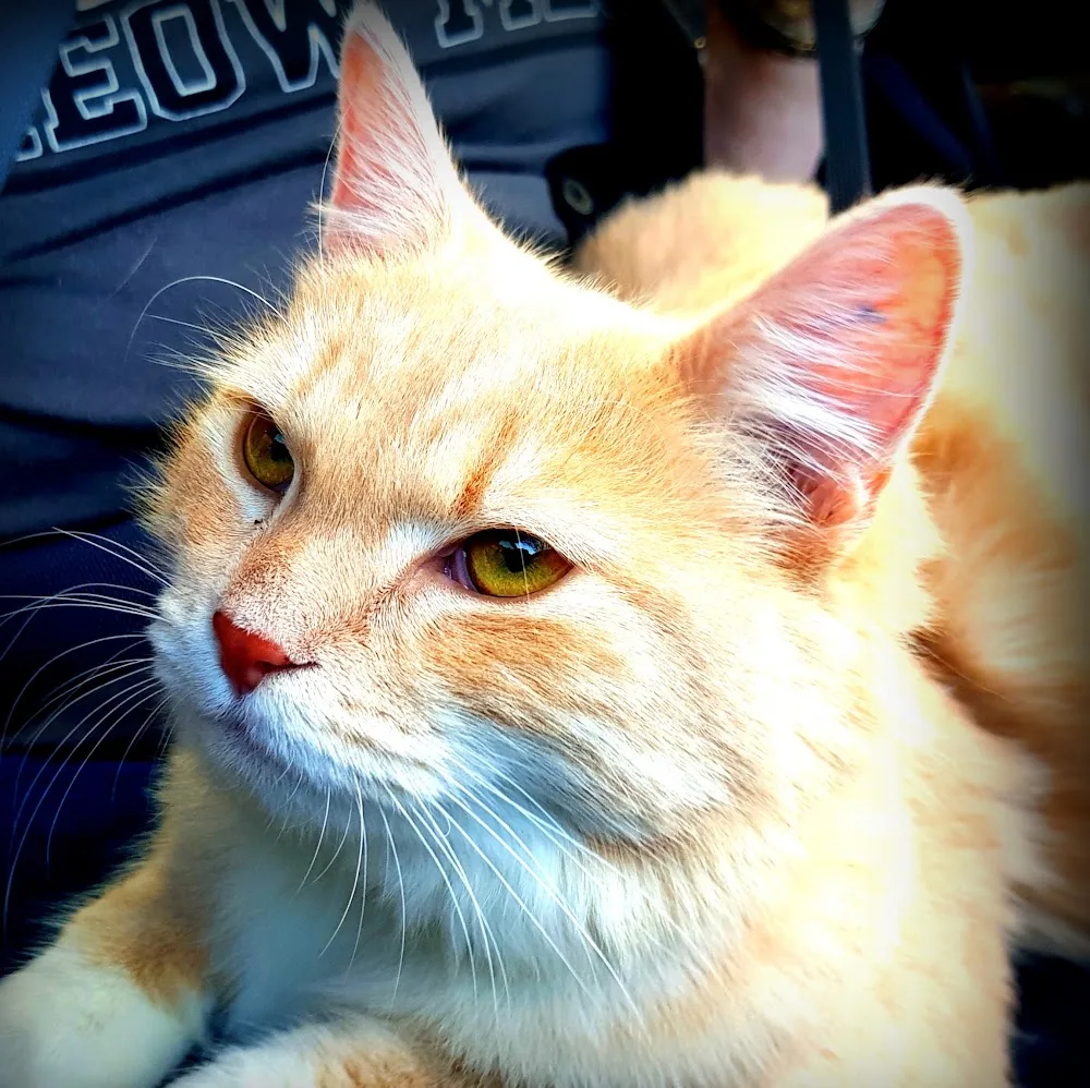Aristocrat Boarding Cattery - Perth pet otel görseli 5