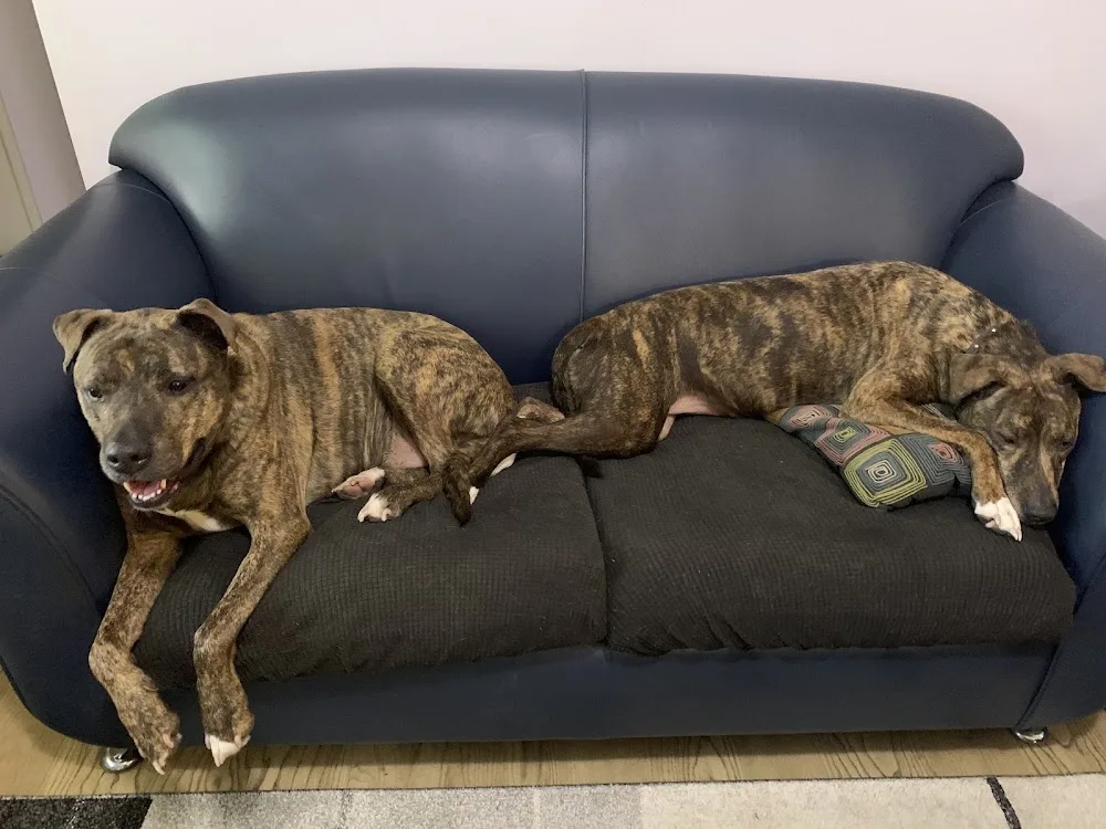 Blue Cross Animal Services - Perth pet otel