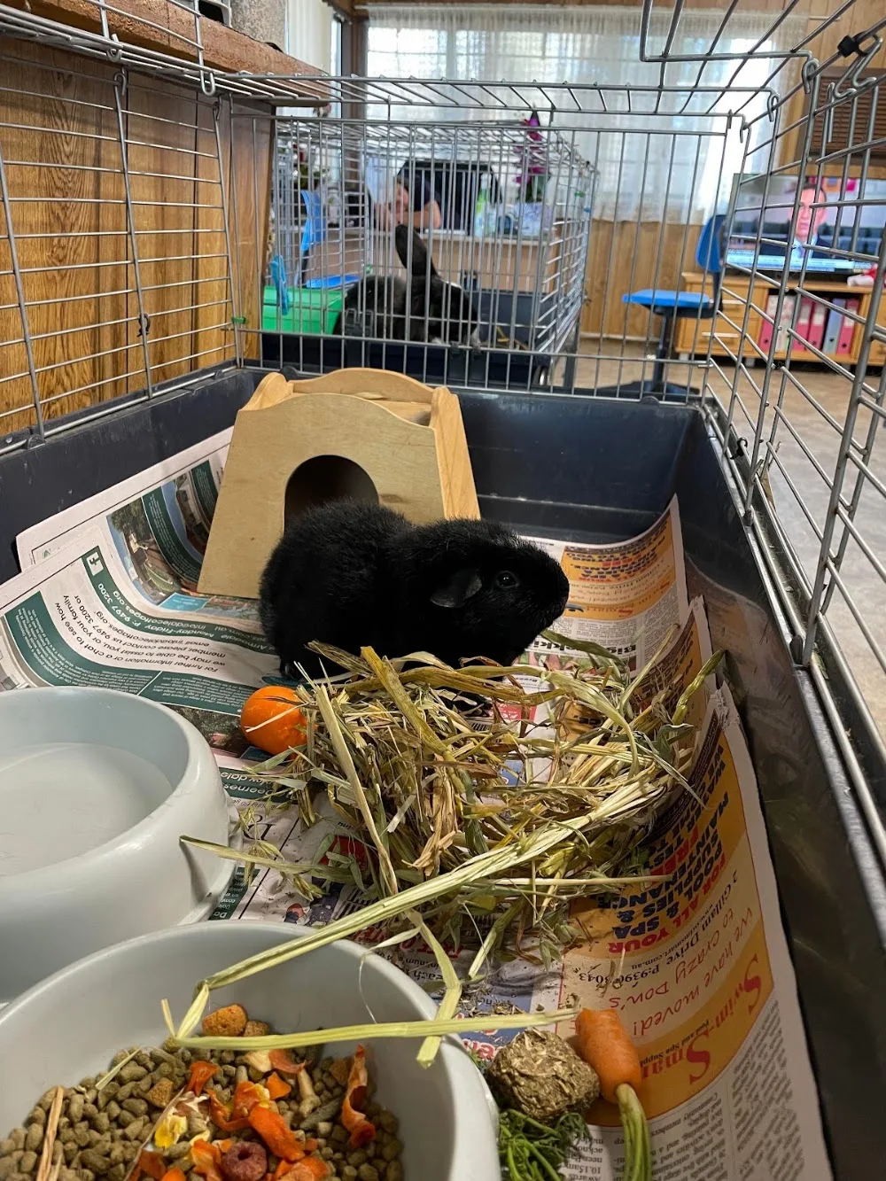 Blue Cross Animal Services - Perth pet otel görseli 3