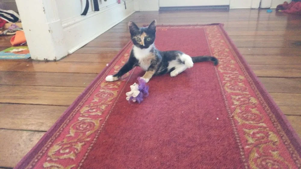 Booragoon Vet Cat Hotel - Perth pet otel görseli 3