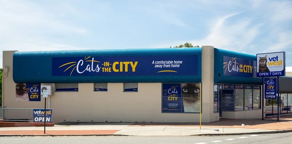 Cats in the City by Vetwest - Perth pet otel görseli 2