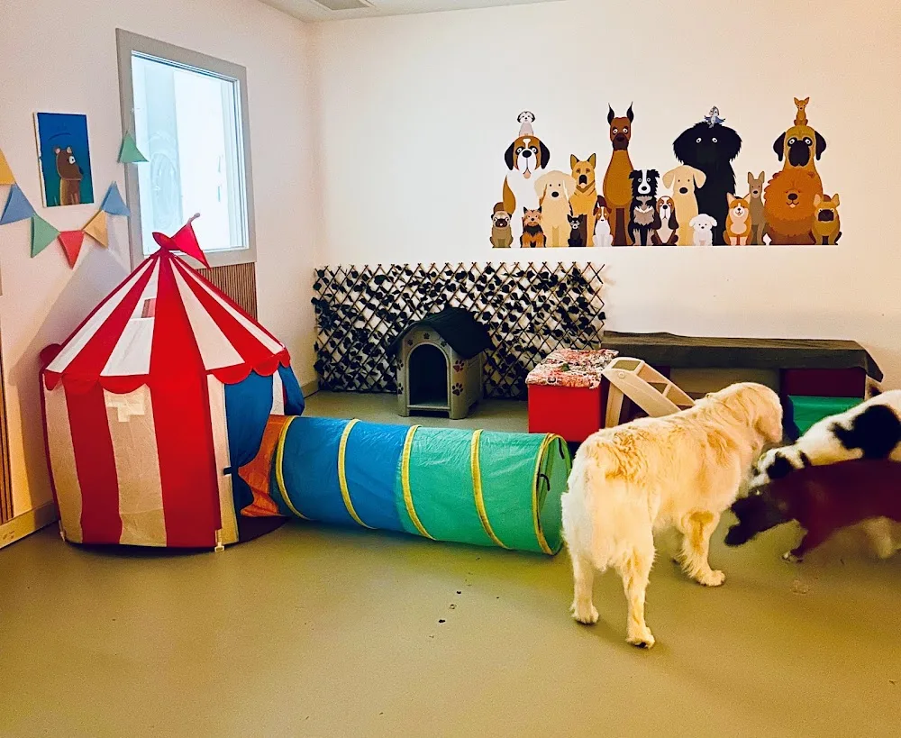 City Lickers Dog Day Stay - Doggy Day Care Perth - Perth pet otel görseli 3
