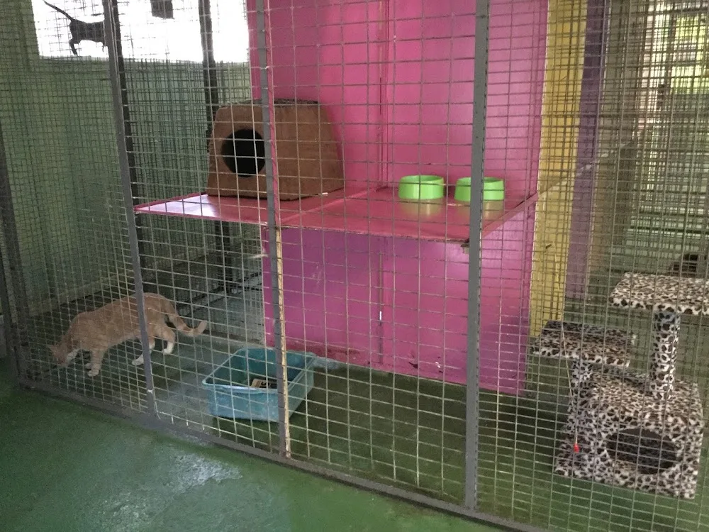 Classy Cat Cattery Motel - Perth pet otel görseli 3