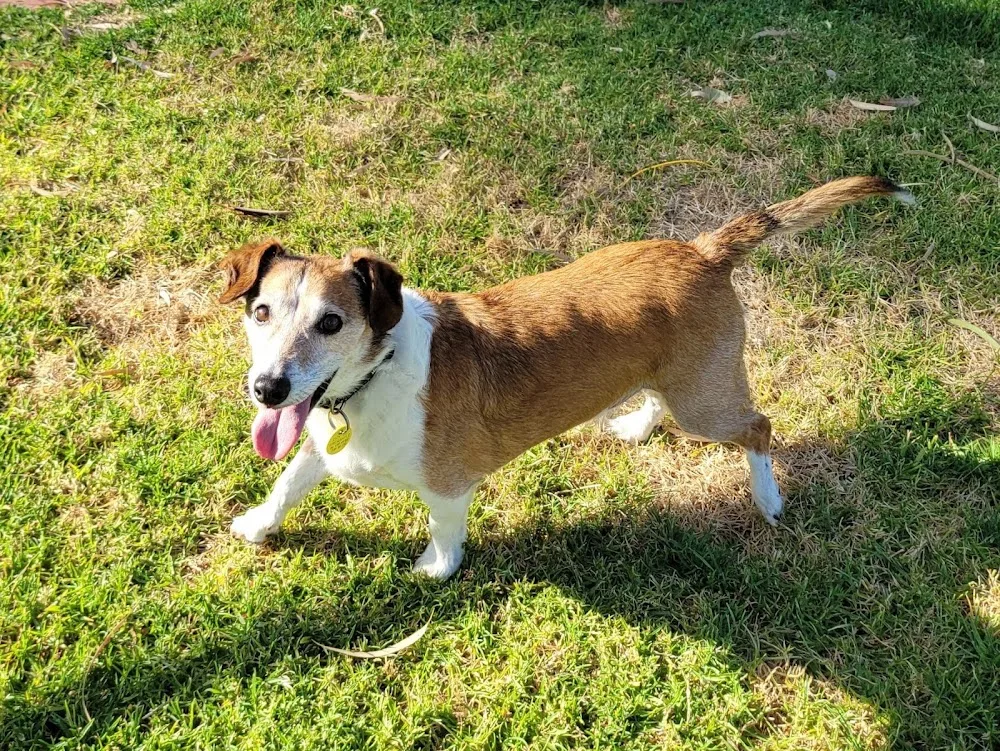 Cosy Kennels - Perth pet otel