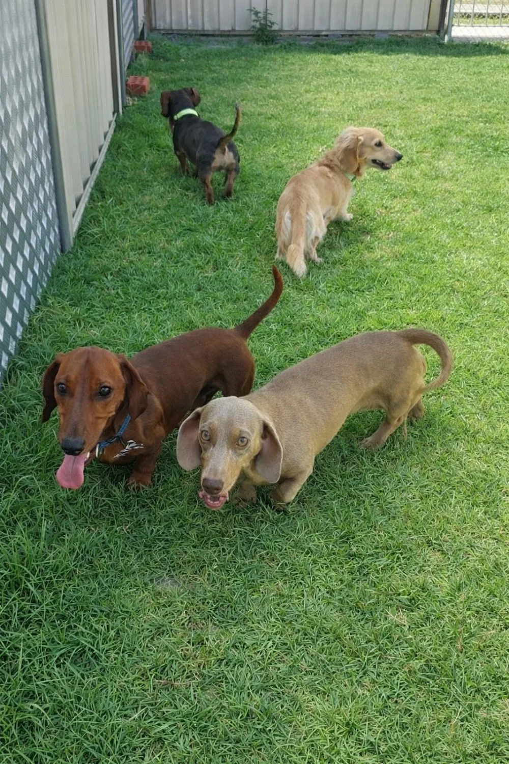 Crown Pet Resort - Perth pet otel görseli 3
