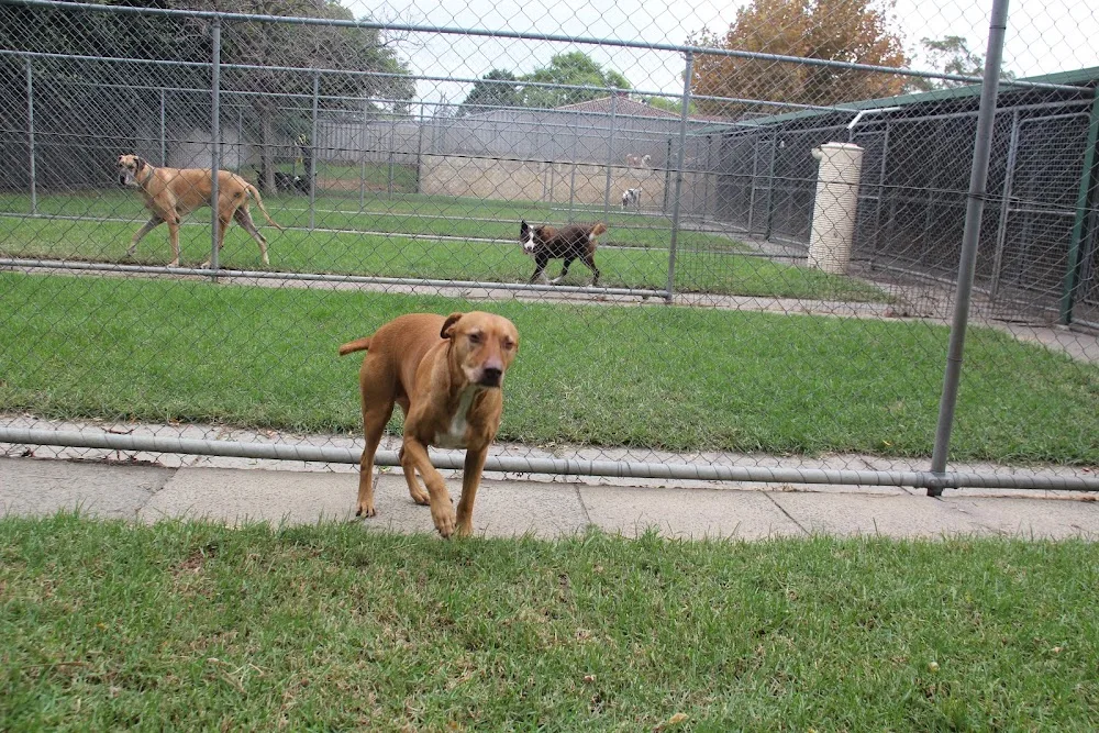Danzalin Boarding Kennels & Cattery - Perth pet otel
