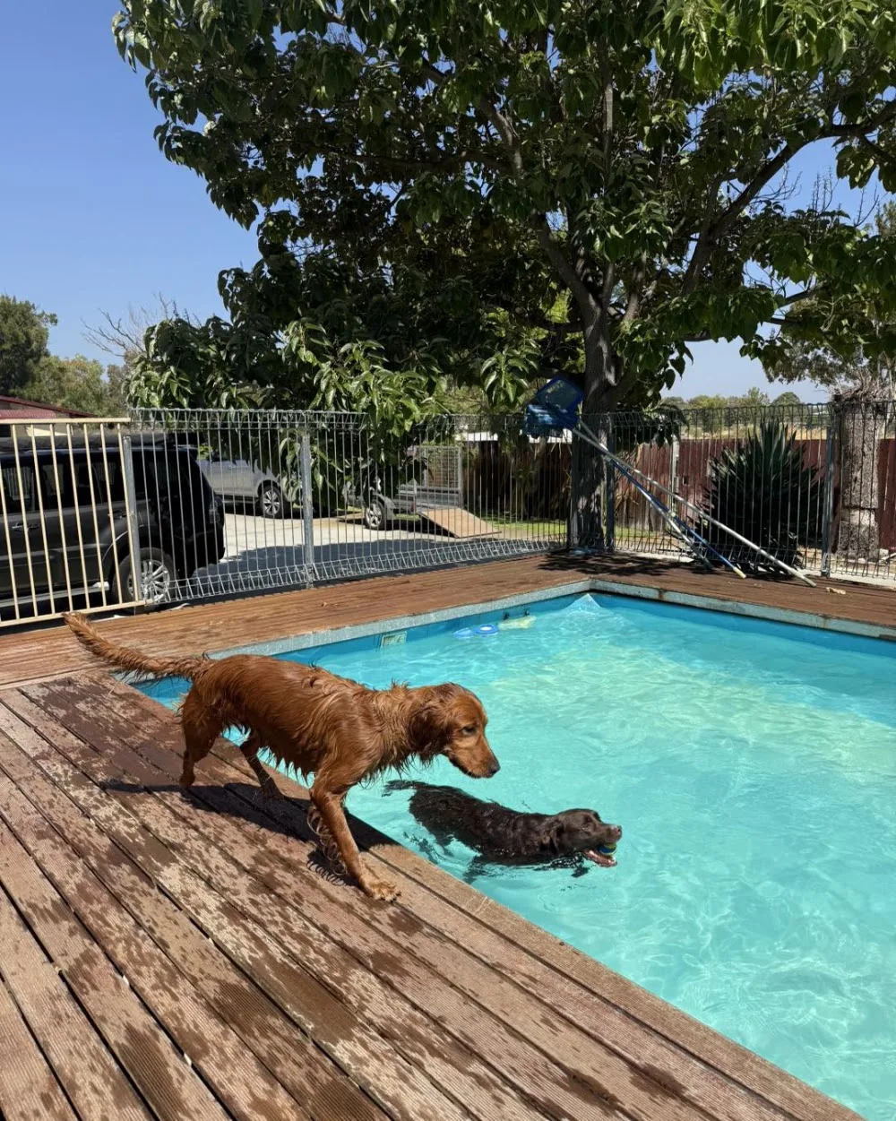 Dogz and Catz Retreat - Perth pet otel