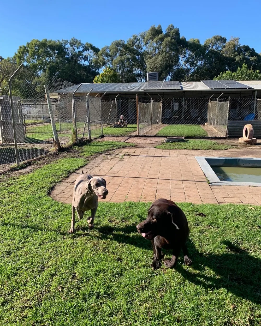 Dogz and Catz Retreat - Perth pet otel görseli 3