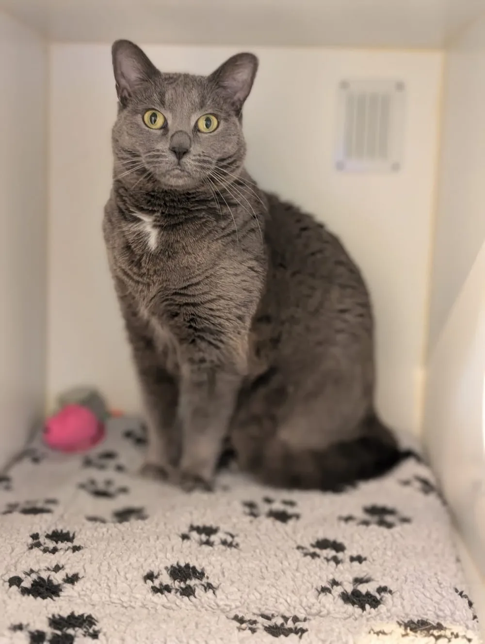Furbaby Retreat Luxury Cat Hotel - Perth pet otel görseli 3