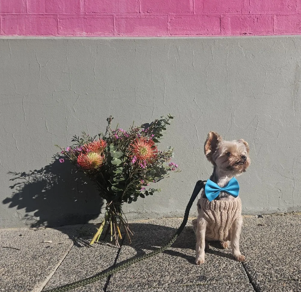 Happy Tails Dog Day Care - Perth pet otel