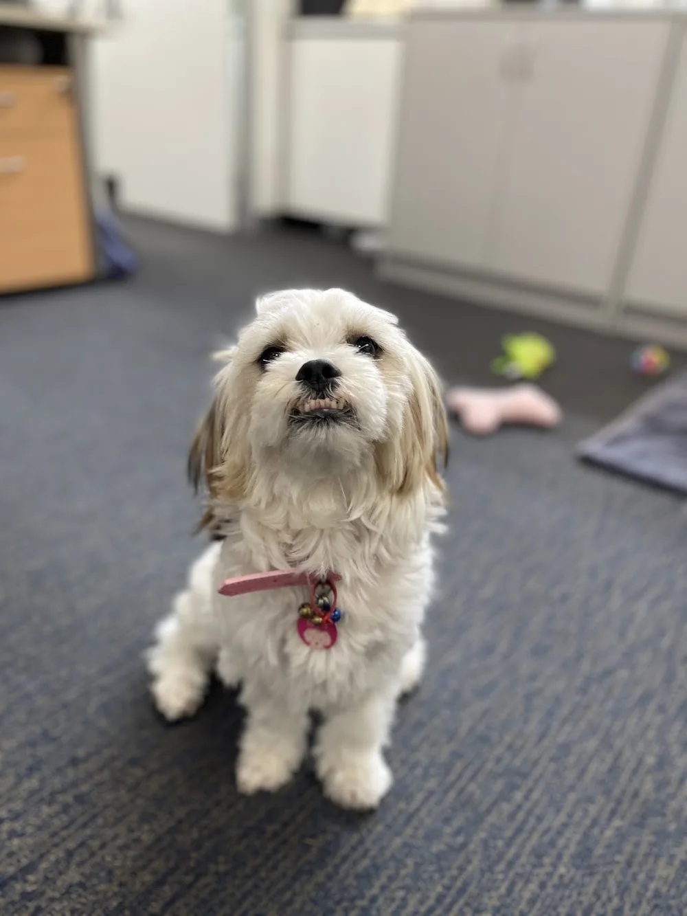 Happy Tails Dog Day Care - Perth pet otel görseli 3