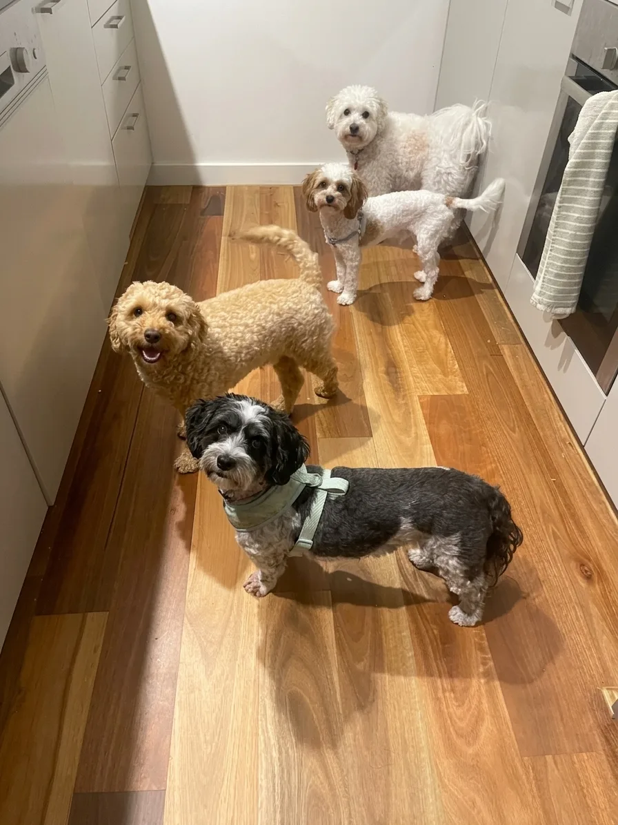 Harleen's Dogsitting - Perth pet otel görseli 3