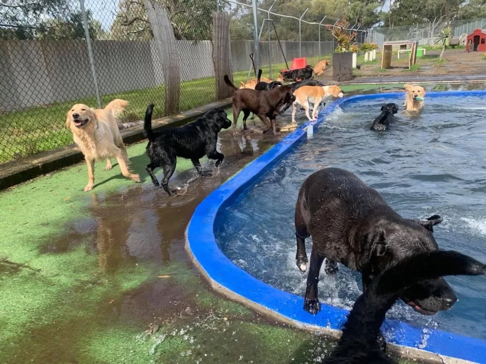 Hi-Five Boarding Kennels - Perth pet otel görseli 2
