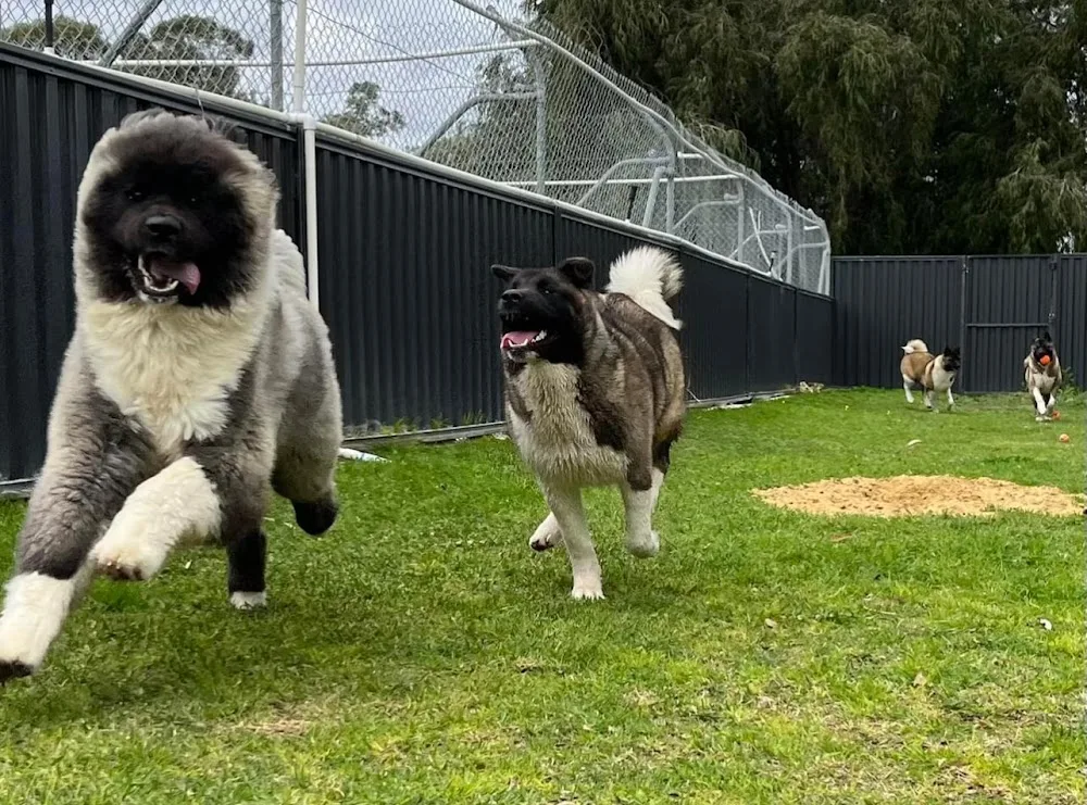 Hi-Five Boarding Kennels - Perth pet otel görseli 3