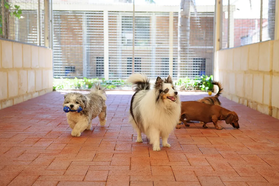 Julies Boarding Kennels and Cattery - Perth pet otel