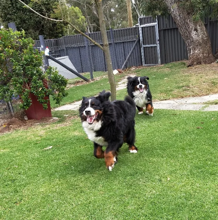 King Park Kennels - Perth pet otel görseli 2