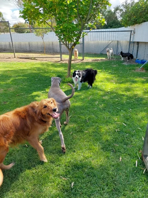 King Park Kennels - Perth pet otel görseli 3