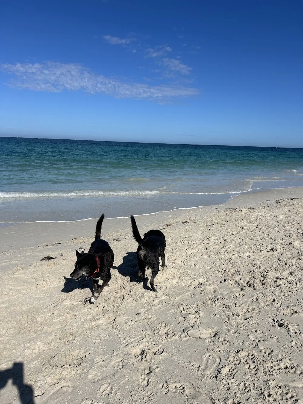 Lake Adams Pet Resort - Perth pet otel görseli 3
