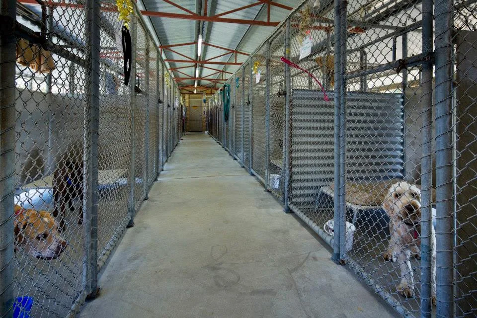 Matison Manor kennels & Cattery - Perth pet otel görseli 7
