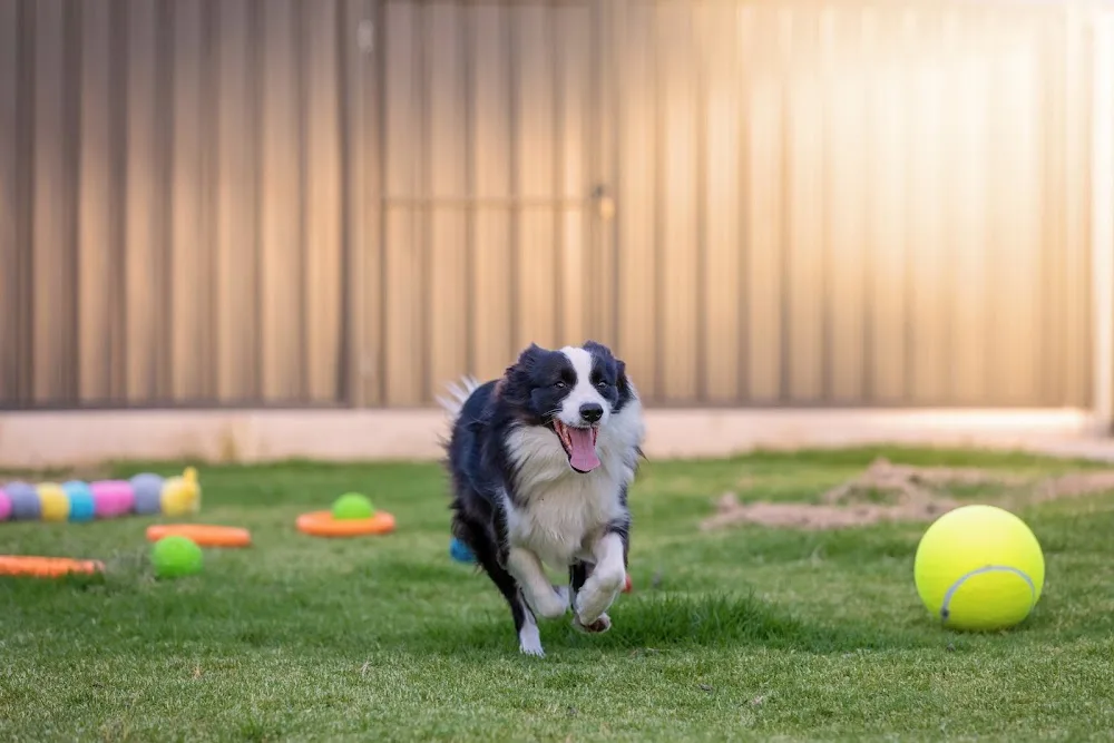 Noblestarzz Border Collies & Boarding Kennels - Perth pet otel