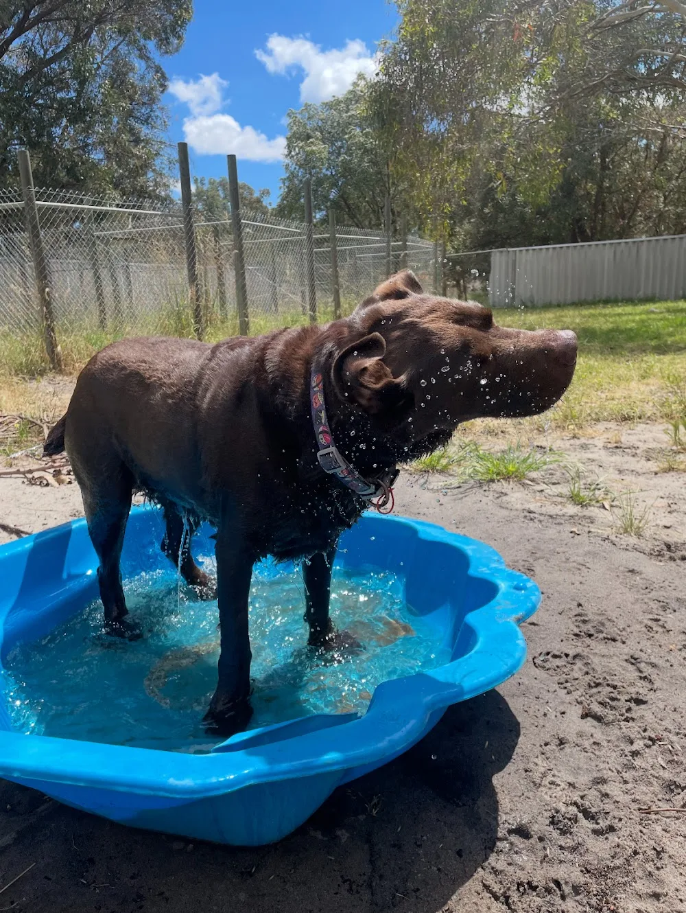 Pampered Pooch - Perth pet otel görseli 2
