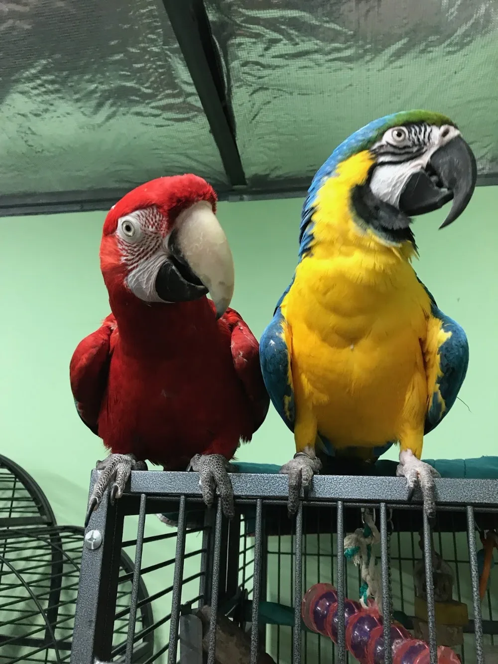 Paws Claws and Beaks Retreat - Perth pet otel görseli 2