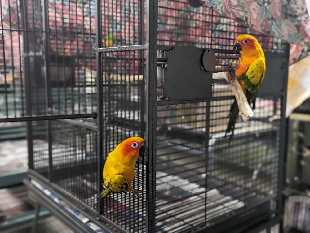 Paws Claws and Beaks Retreat - Perth pet otel görseli 3
