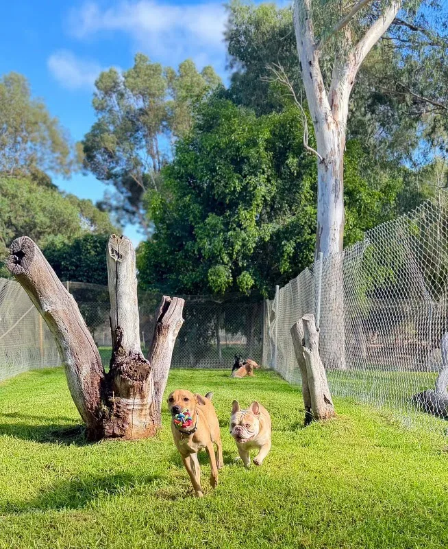 Perth Pet Club - Perth pet otel görseli 2