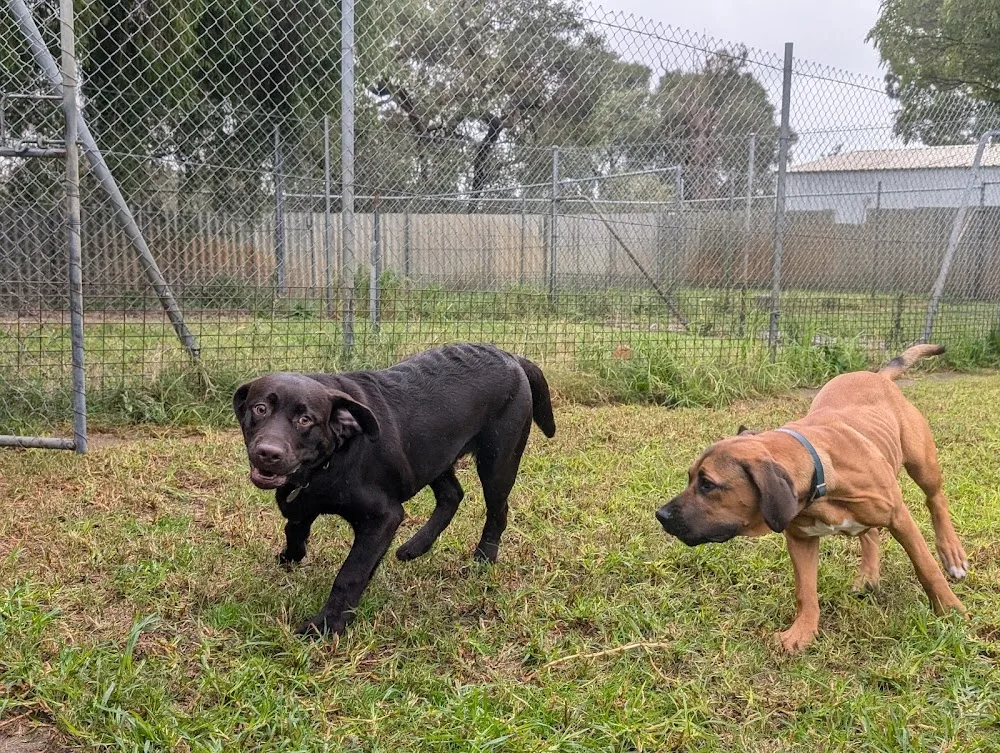 Wag Away Stayz - Perth pet otel görseli 2